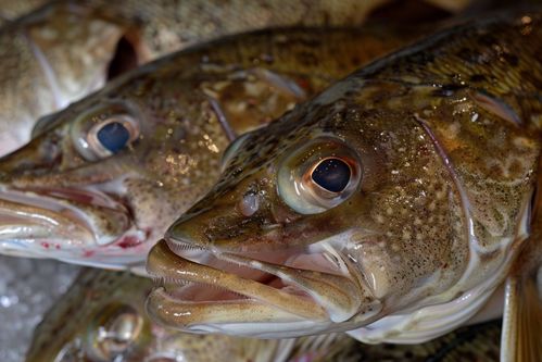 生鮮海鮮水產海產鱈魚 攝影圖