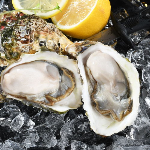 新鮮現(xiàn)撈鮮活生蠔牡蠣帶殼大海蠣子非乳山海鮮水產(chǎn)貝類批發(fā)3 5斤