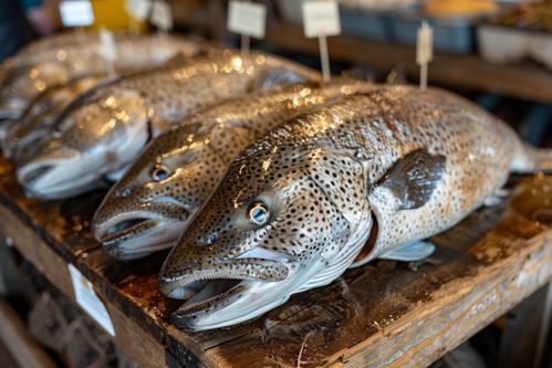 生鮮海鮮水產(chǎn)海產(chǎn)鱈魚 攝影圖