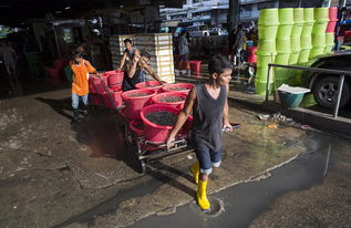 泰國海產(chǎn)加工廠雇黑工 每天工作16個(gè)小時(shí)