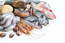 海鮮圖庫新寵 聚焦尤魚素材，一站式滿足你的設計與靈感需求