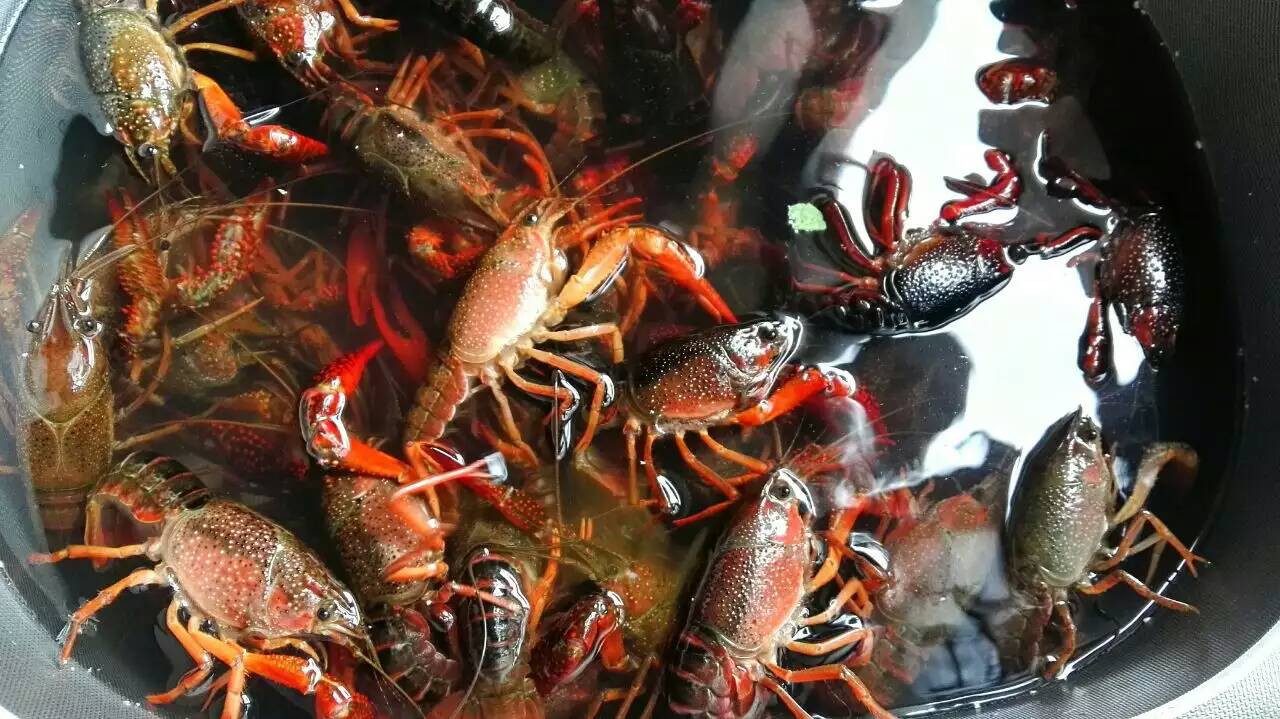 小龍蝦螃蟹生蠔超聲波清洗機 海鮮凈洗新科技，守護餐桌健康與美味