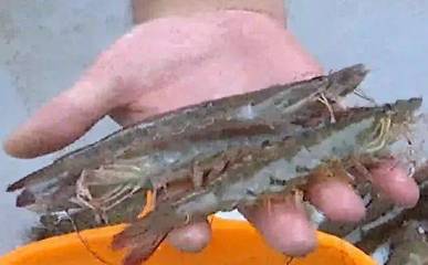 渤海明珠，鮮美上桌——濱海新區汪子蝦喜迎上市季